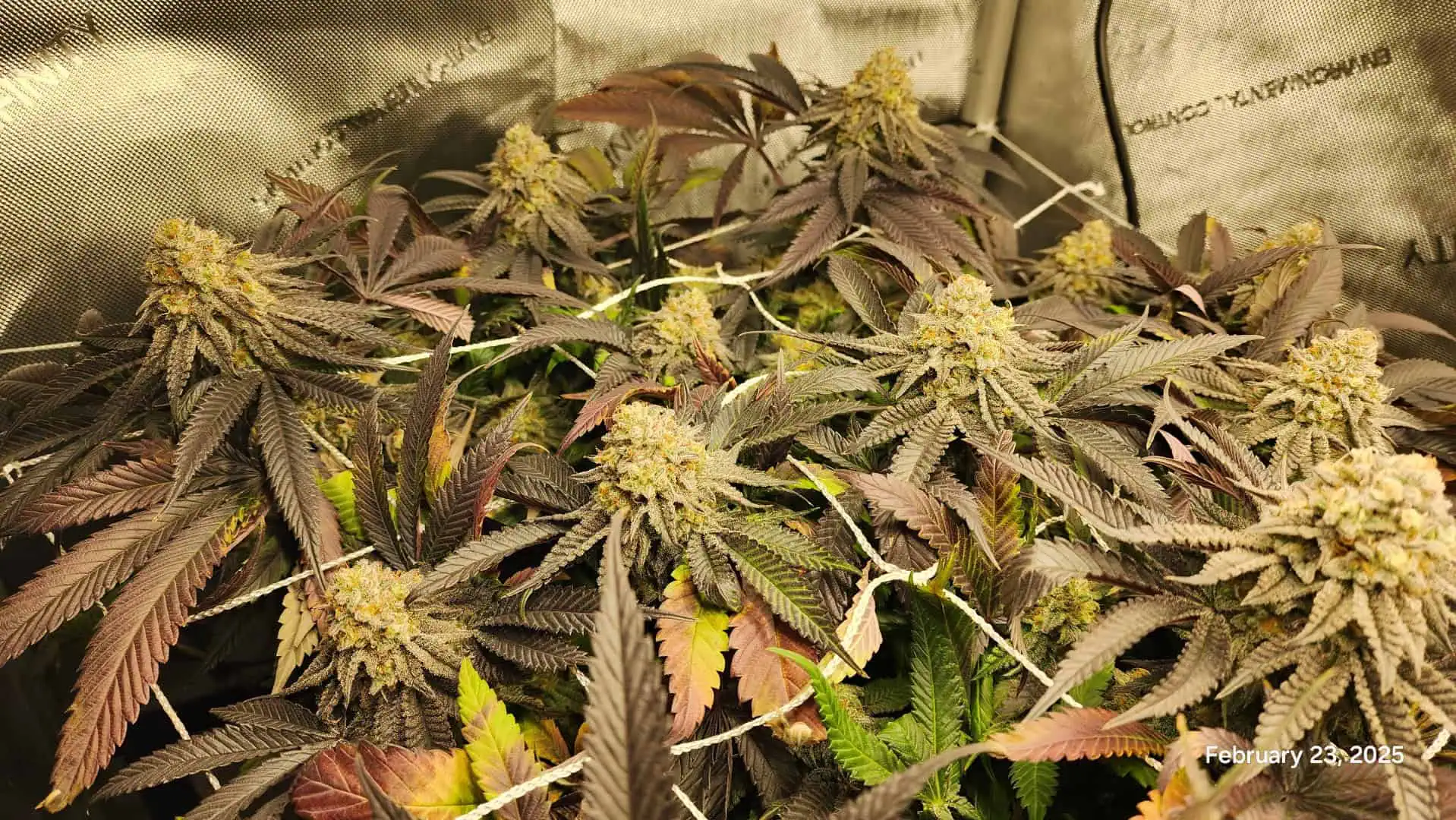 Breeder Test Run — flower, day 7