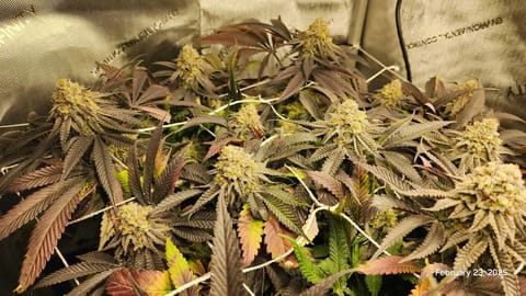 Breeder Test Run — flower, day 7