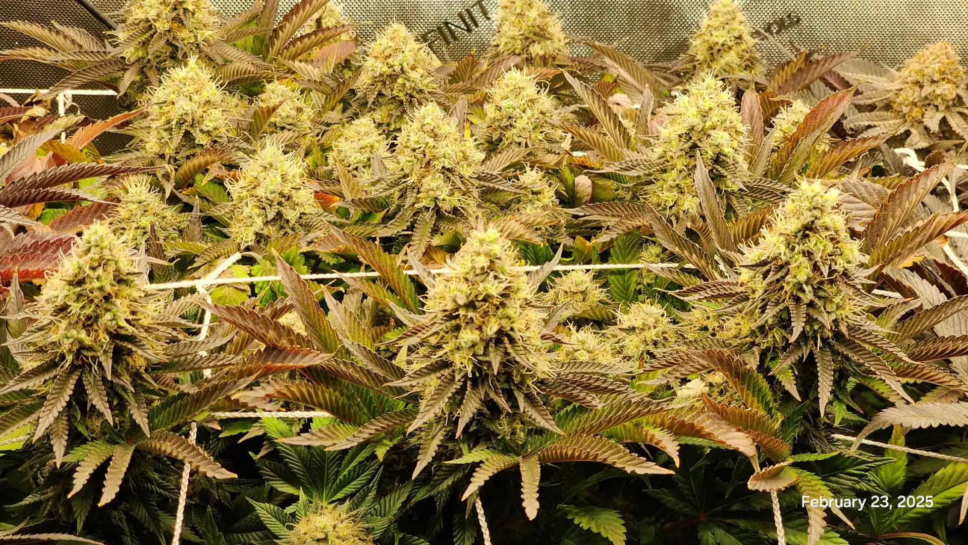 Breeder Test Run — flower, day 7