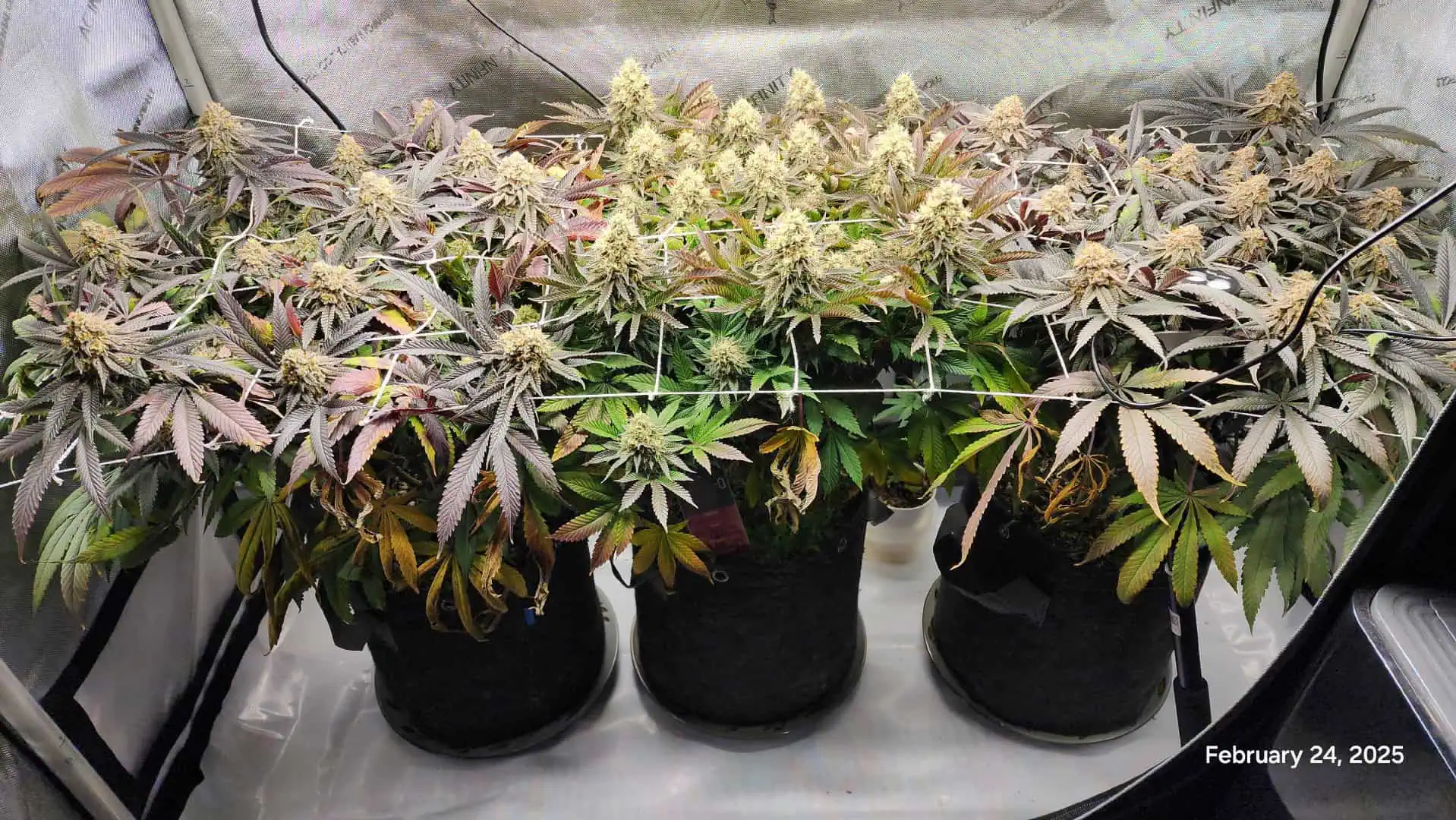 Breeder Test Run — flower, day 8