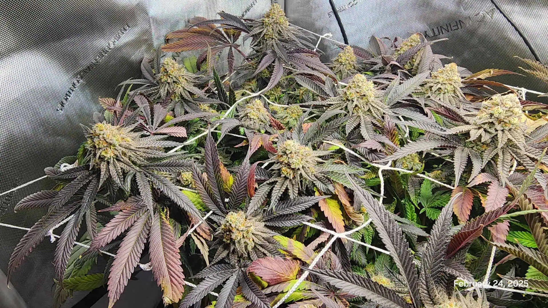 Breeder Test Run — flower, day 8