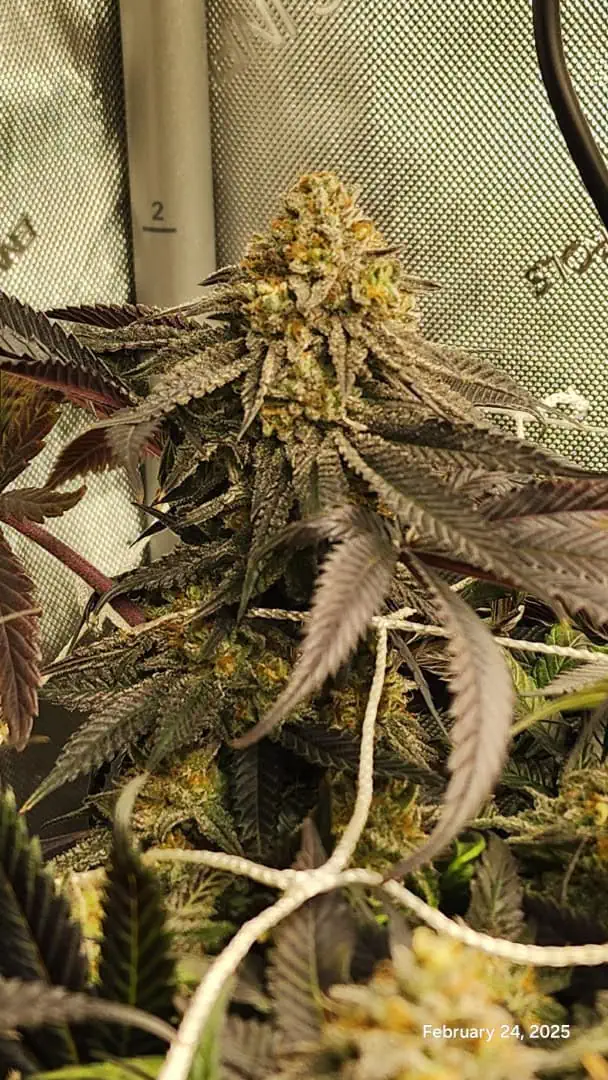 Breeder Test Run — flower, day 8