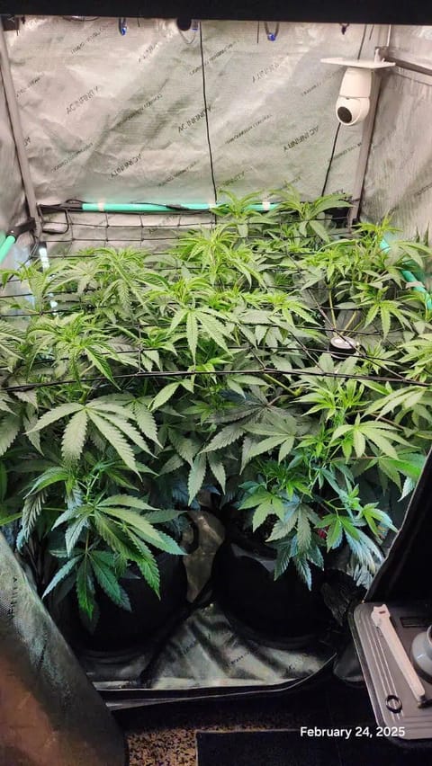 Blasted Genetics  — flower, day 1