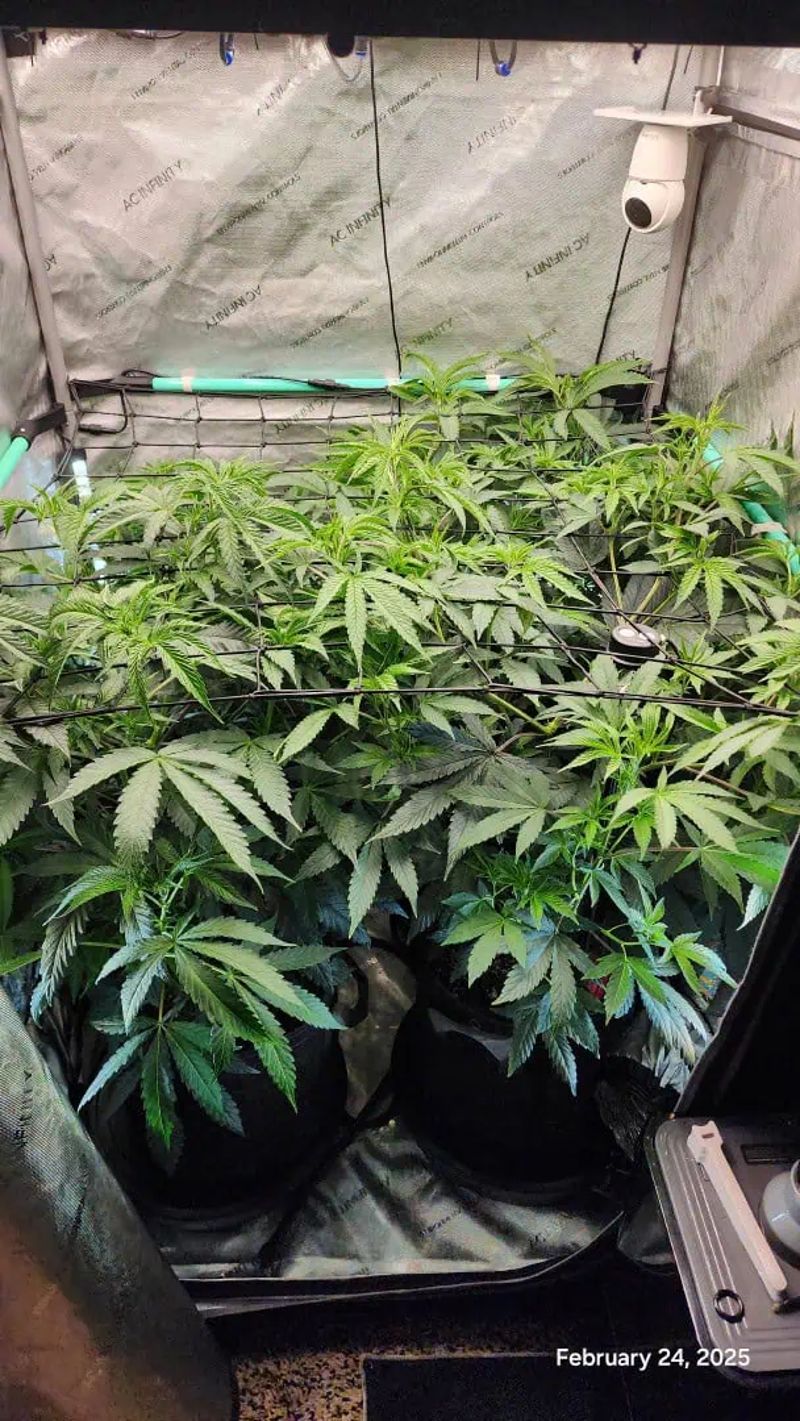Blasted Genetics 