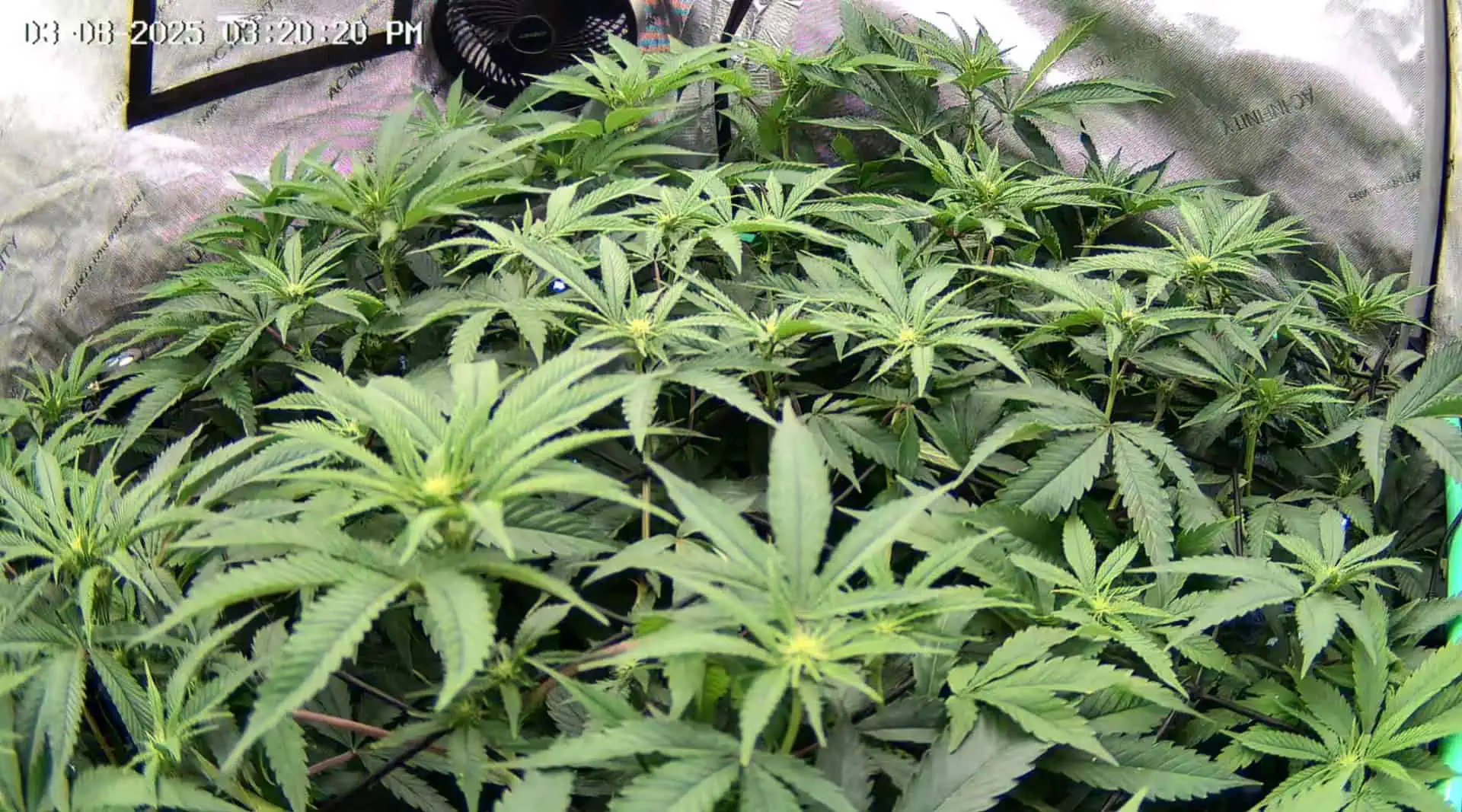 Blasted Genetics  — flower, day 13