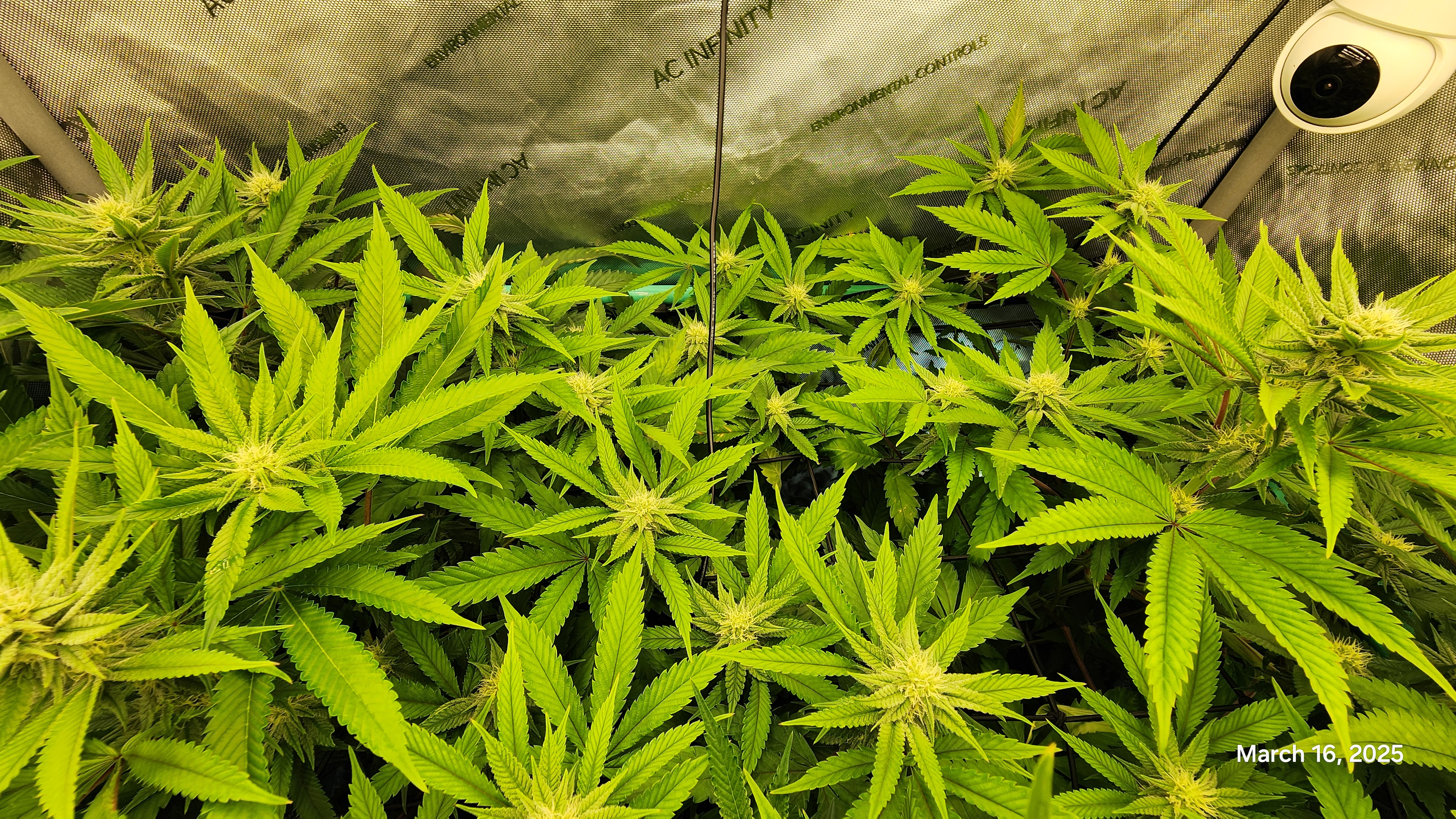 Blasted Genetics  — flower, day 21