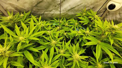Blasted Genetics  — flower, day 21