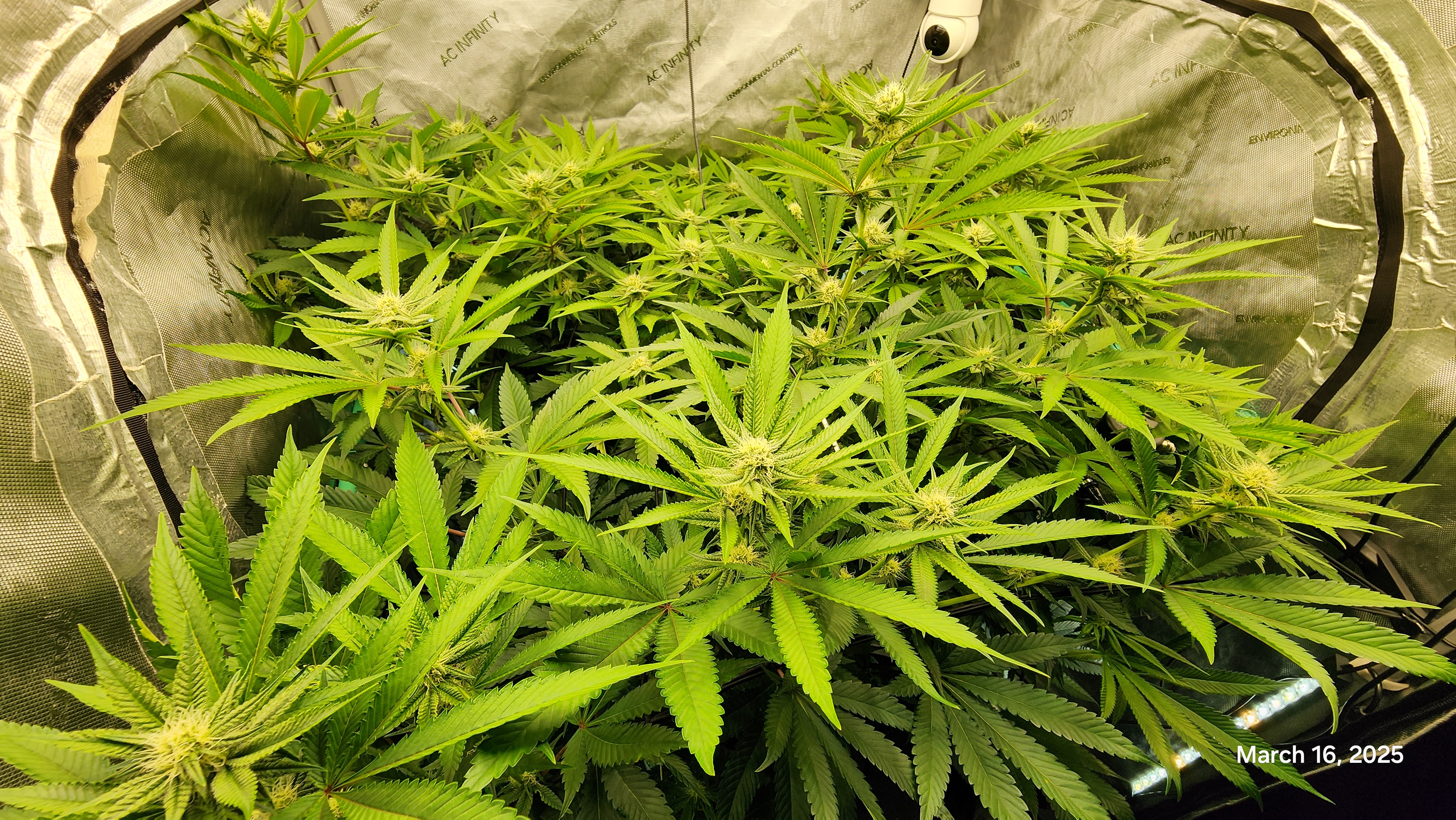 Blasted Genetics  — flower, day 21