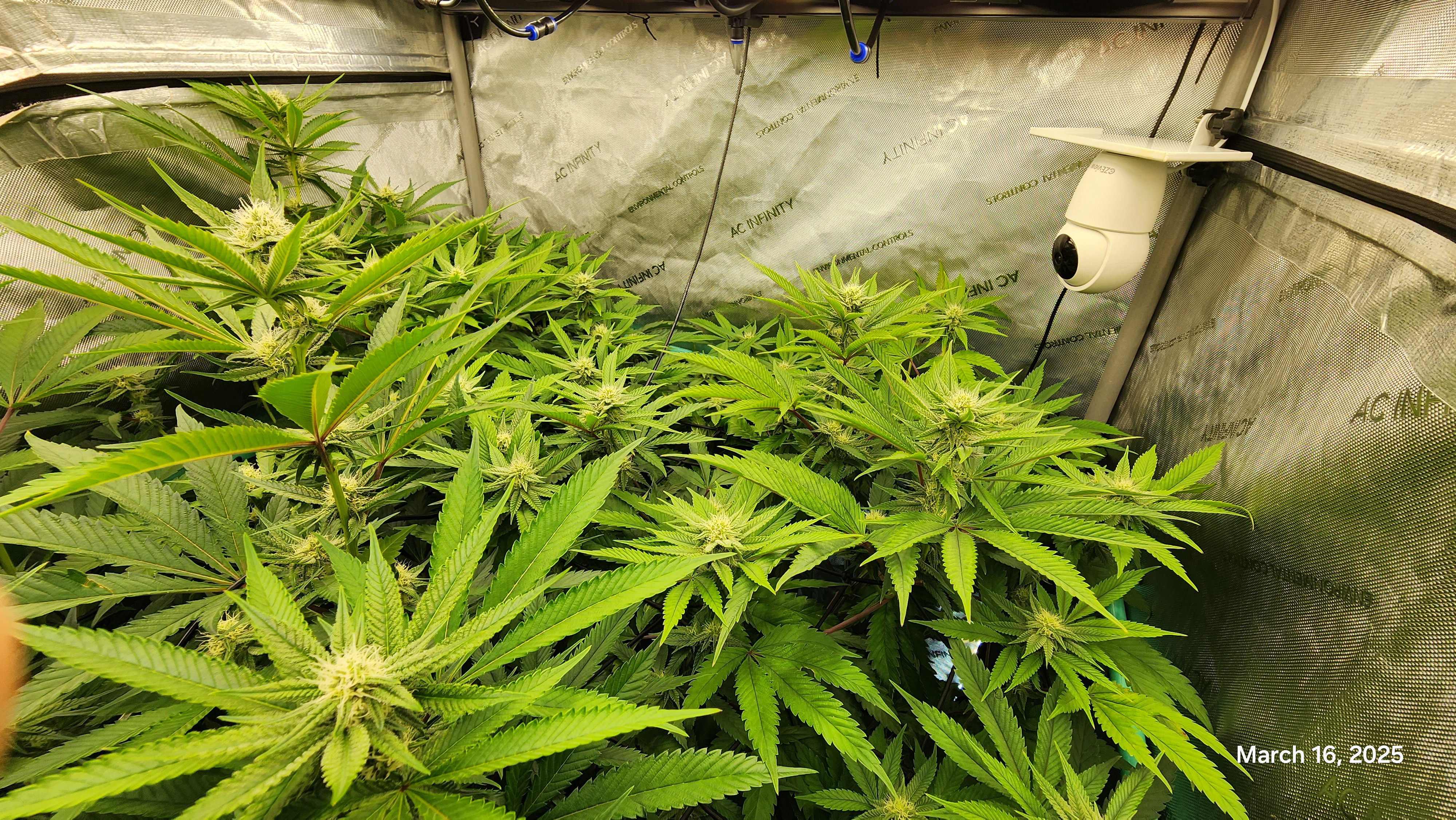 Blasted Genetics  — flower, day 21