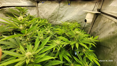 Blasted Genetics  — flower, day 21