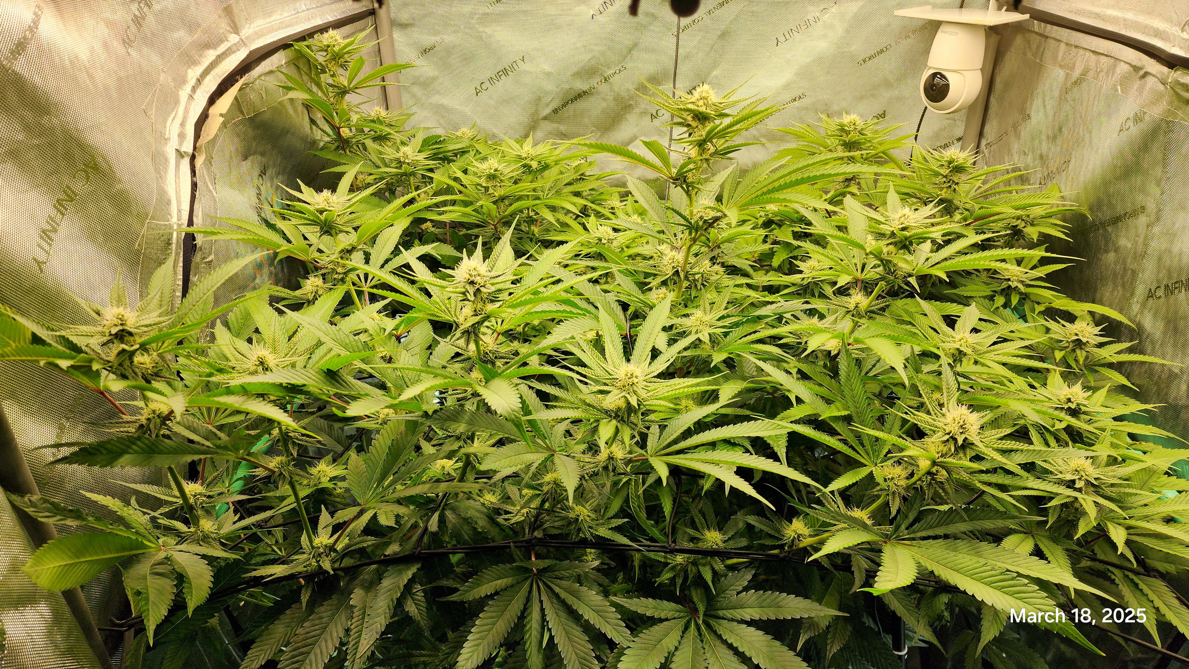 Blasted Genetics  — flower, day 23