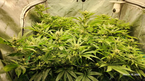 Blasted Genetics  — flower, day 23