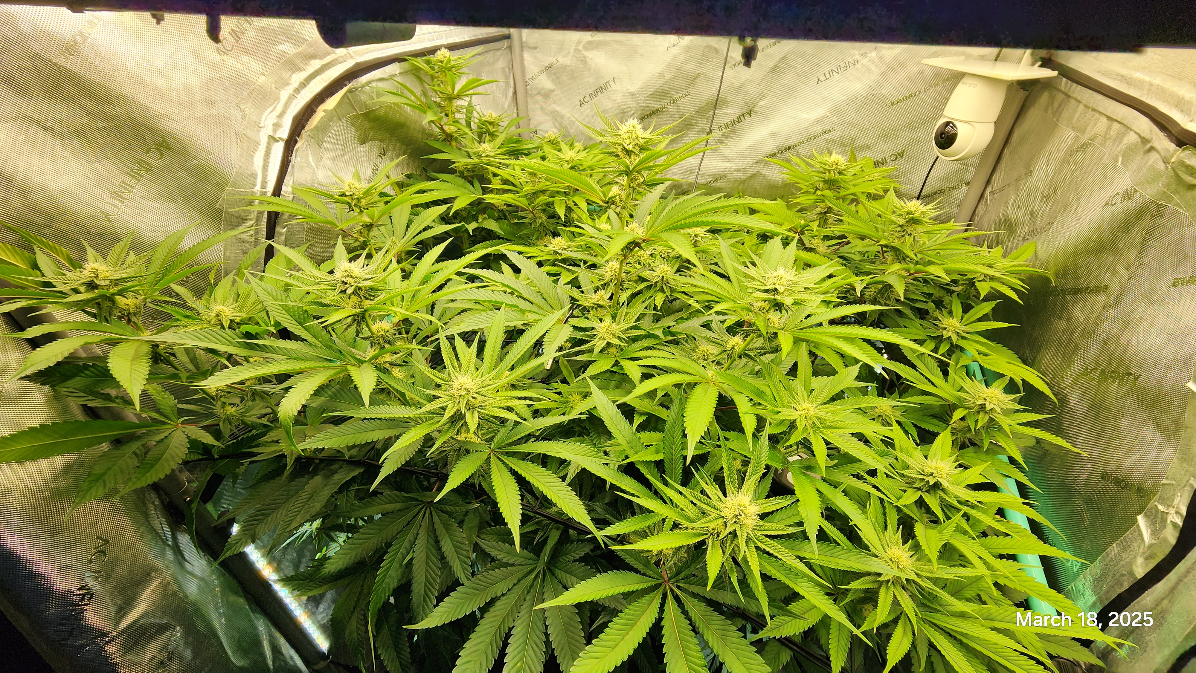 Blasted Genetics  — flower, day 23