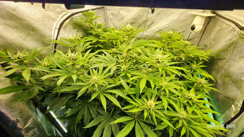 Blasted Genetics  — flower, day 23
