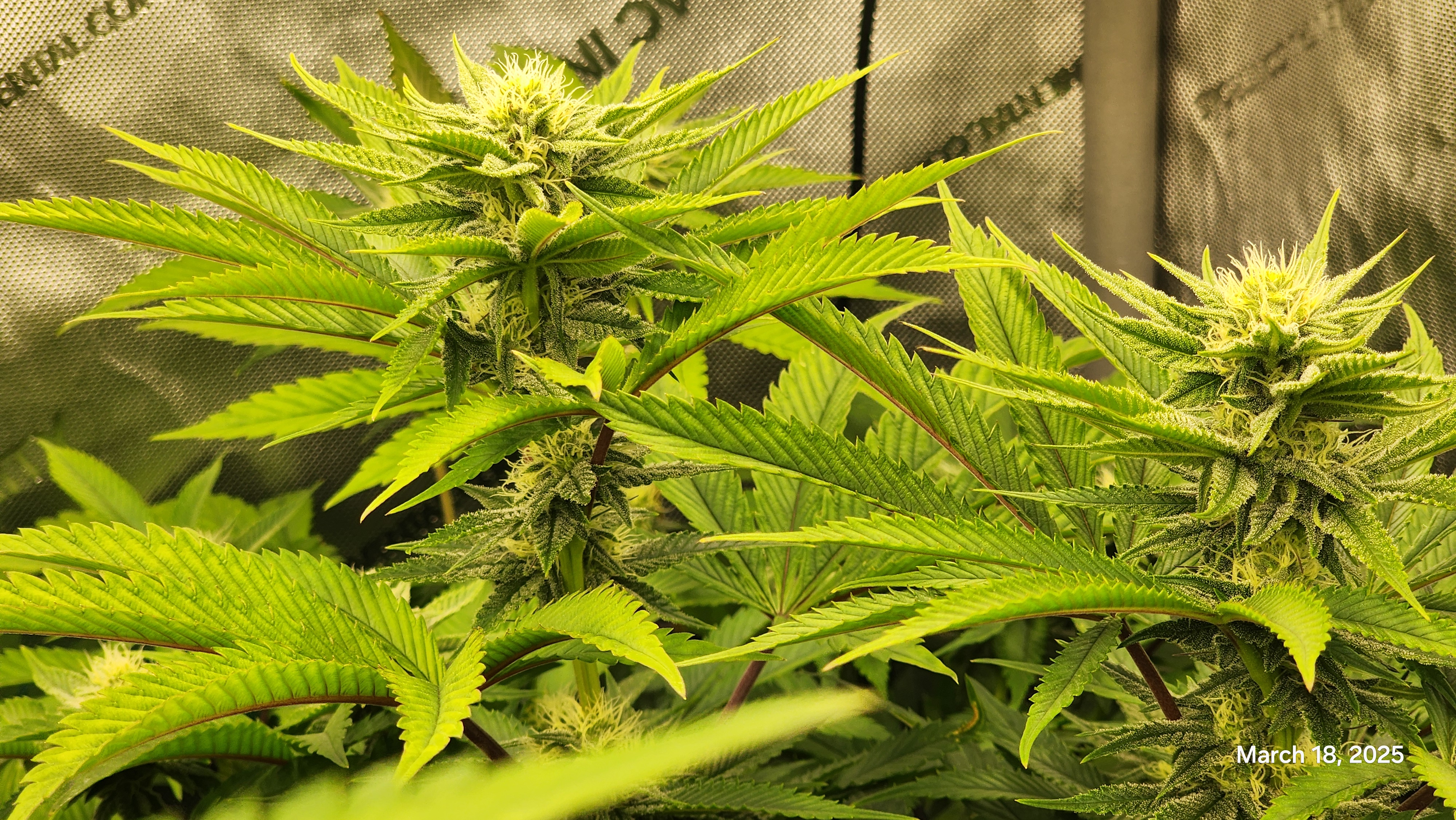 Blasted Genetics  — flower, day 23