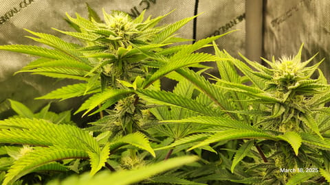 Blasted Genetics  — flower, day 23