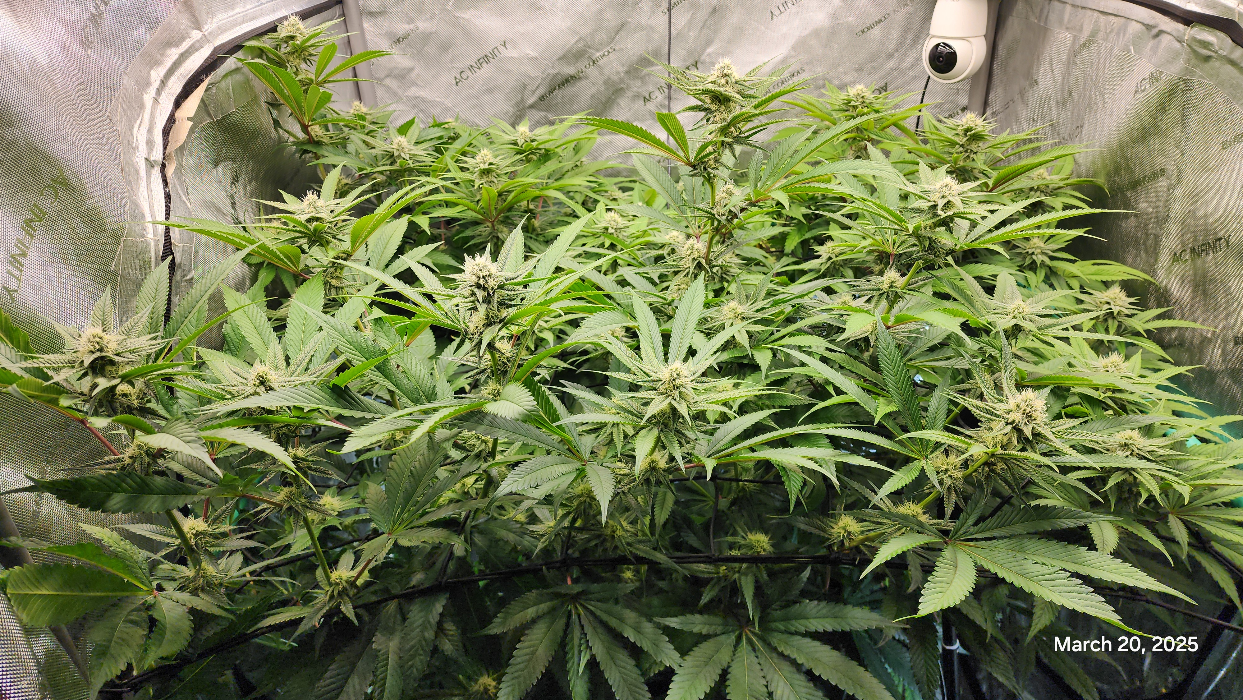 Blasted Genetics  — flower, day 25