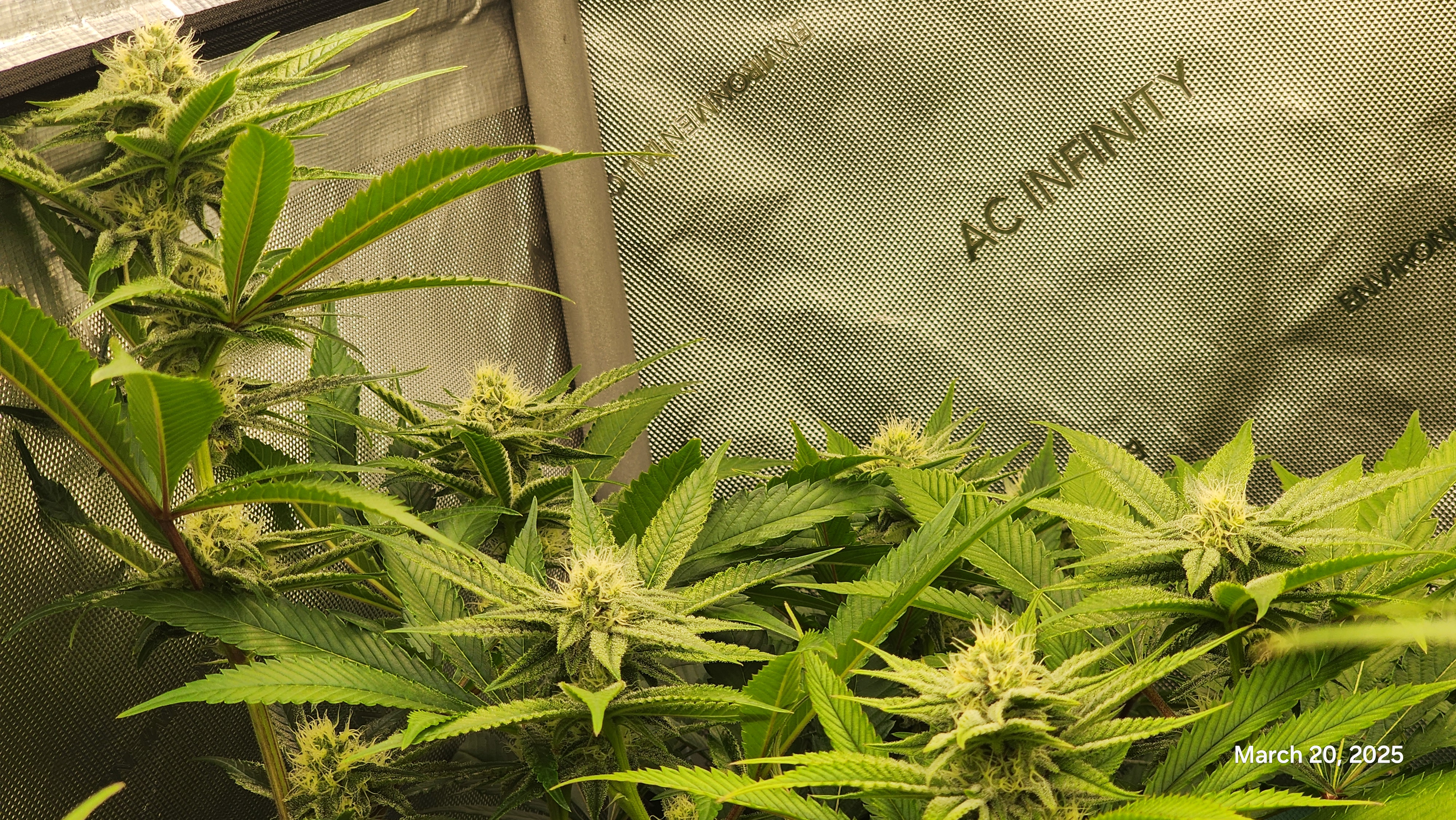 Blasted Genetics  — flower, day 25