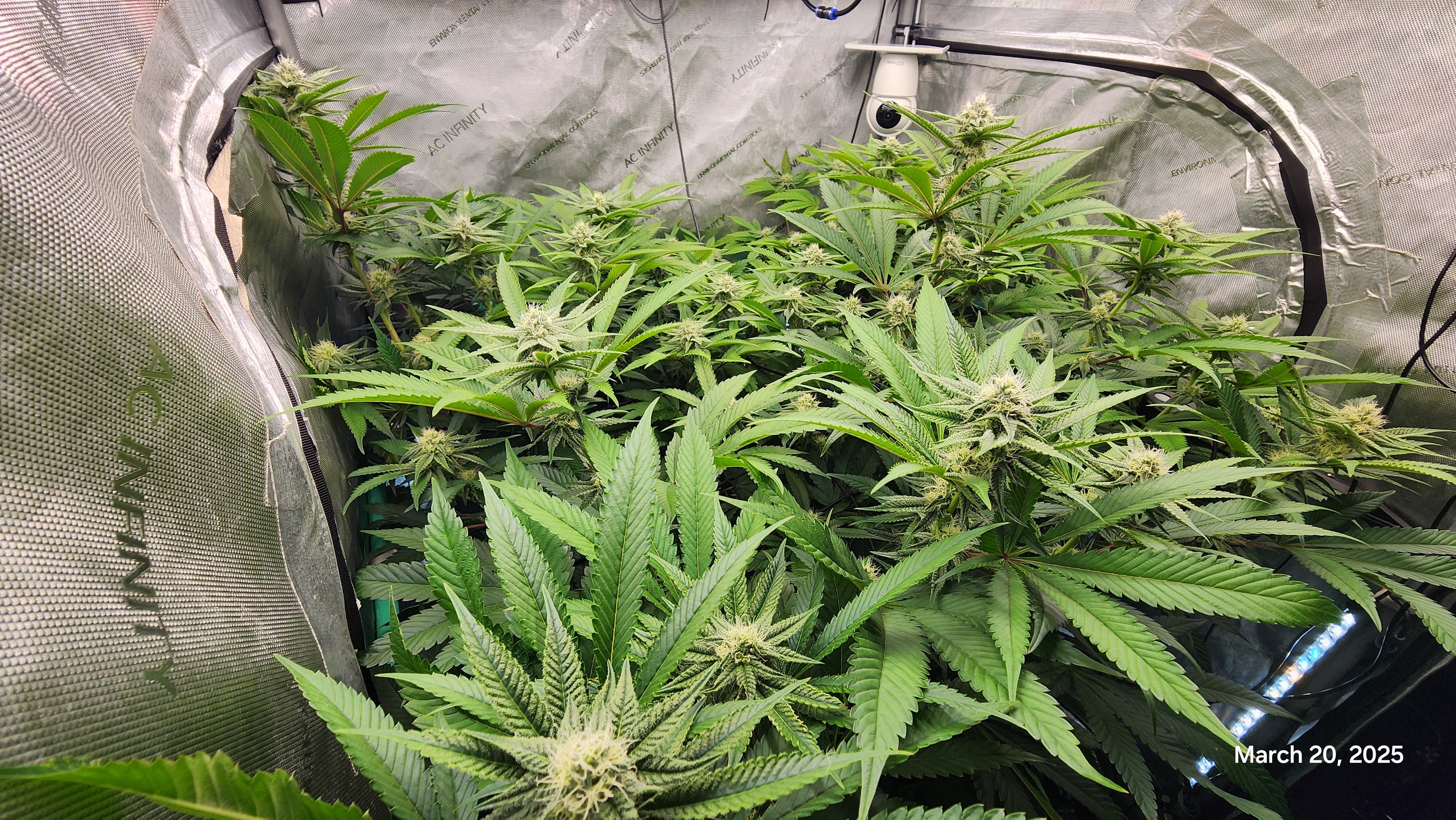 Blasted Genetics  — flower, day 25