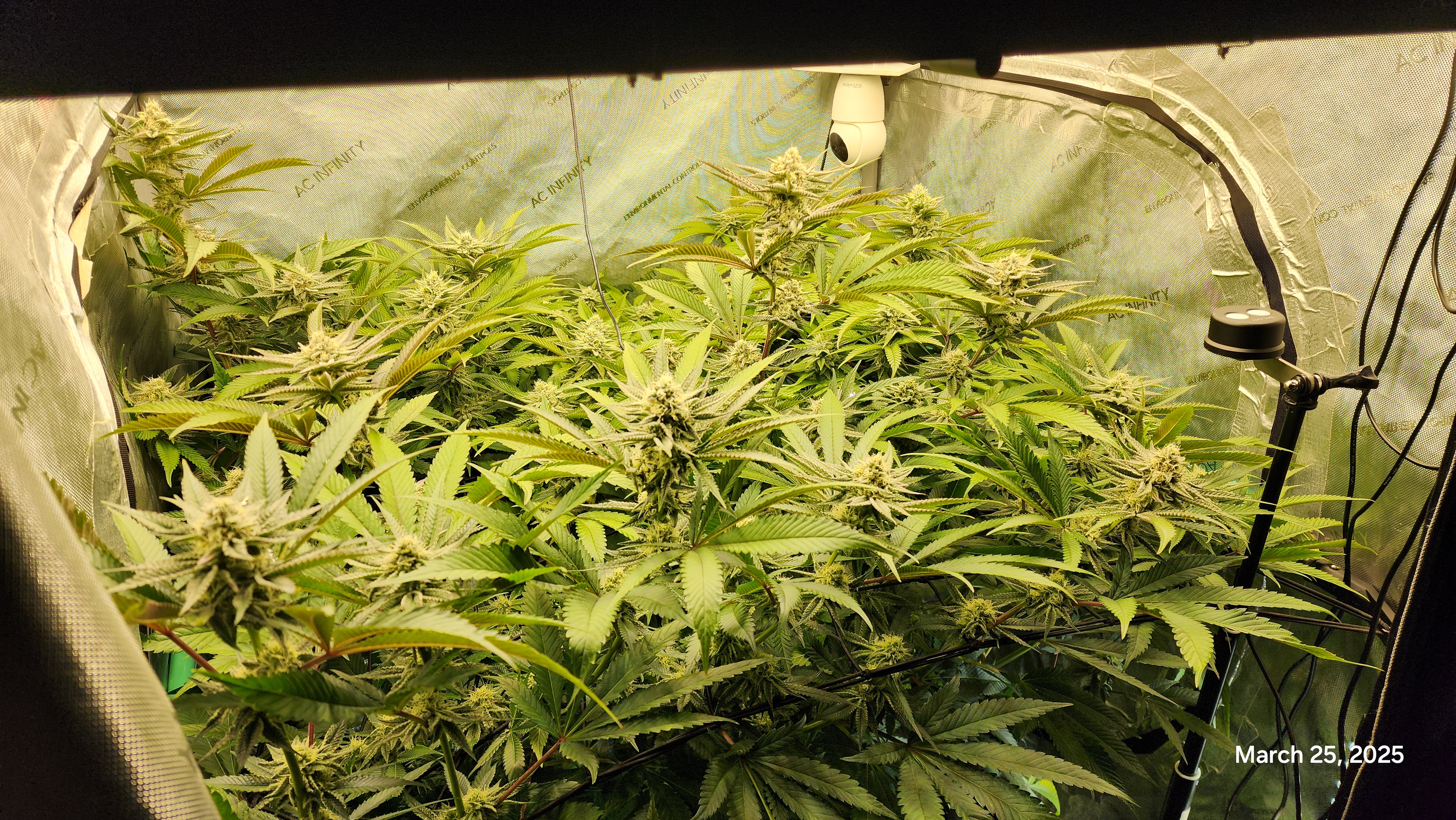 Blasted Genetics  — flower, day 30