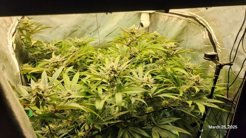 Blasted Genetics  — flower, day 30