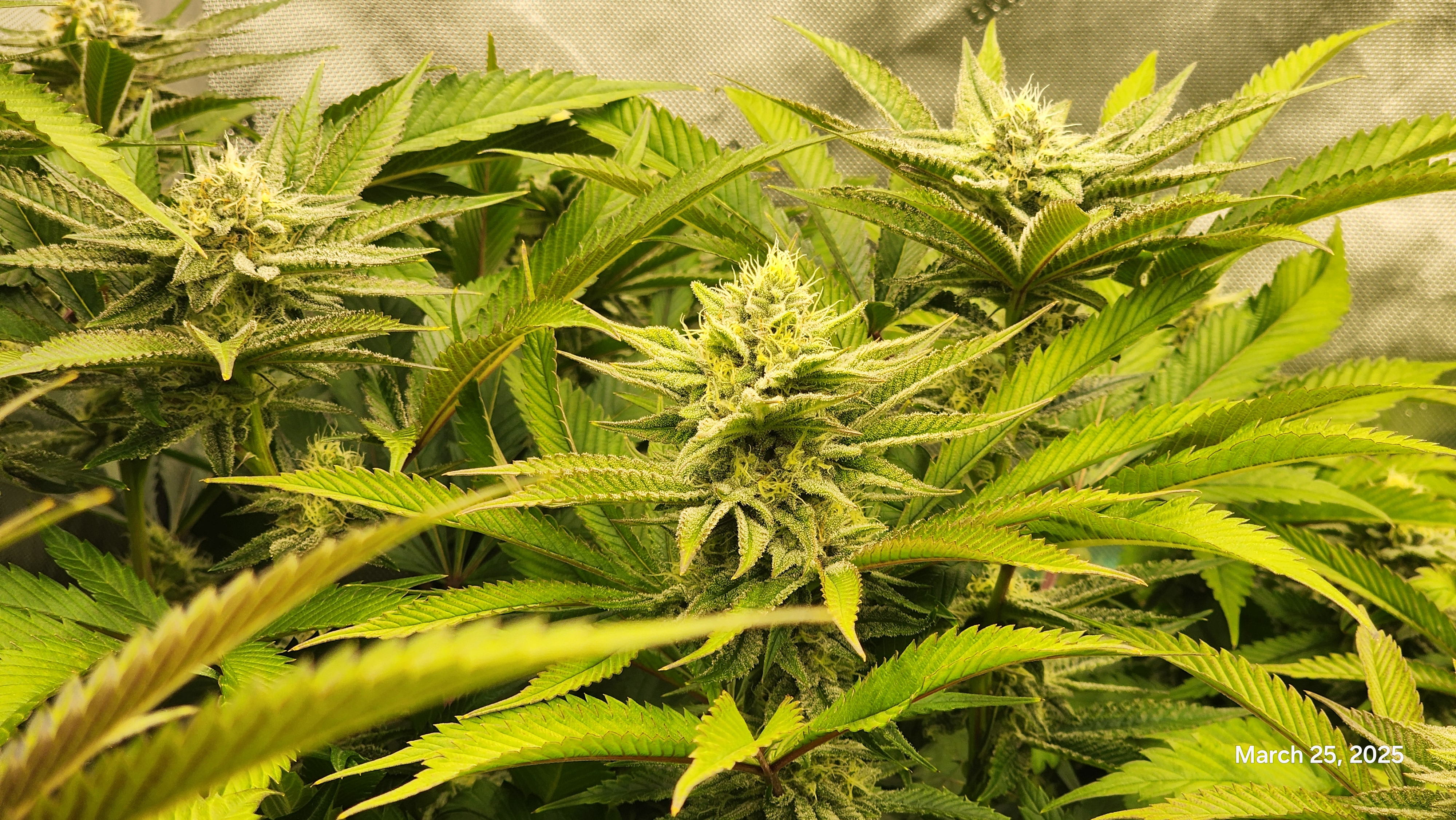 Blasted Genetics  — flower, day 30