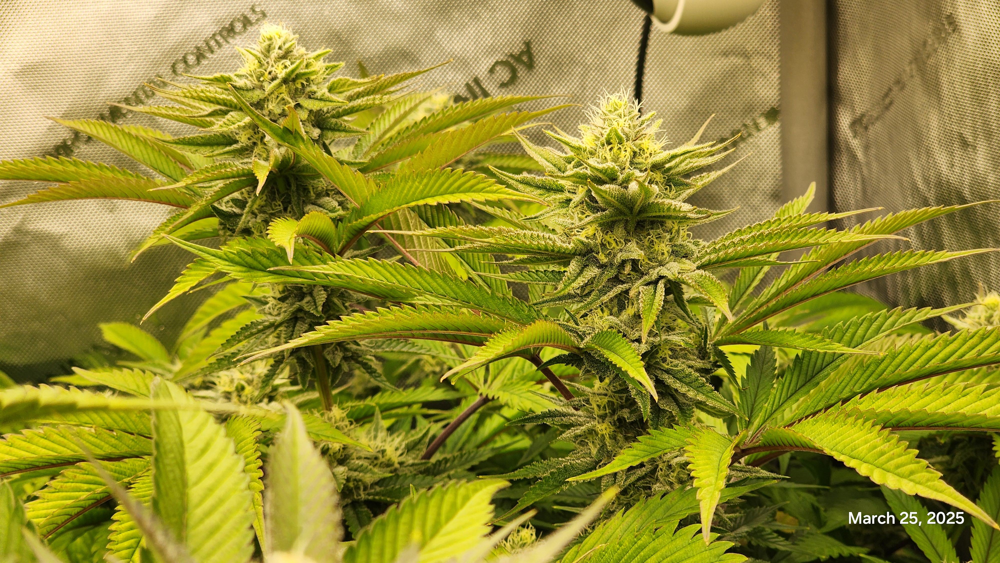 Blasted Genetics  — flower, day 30