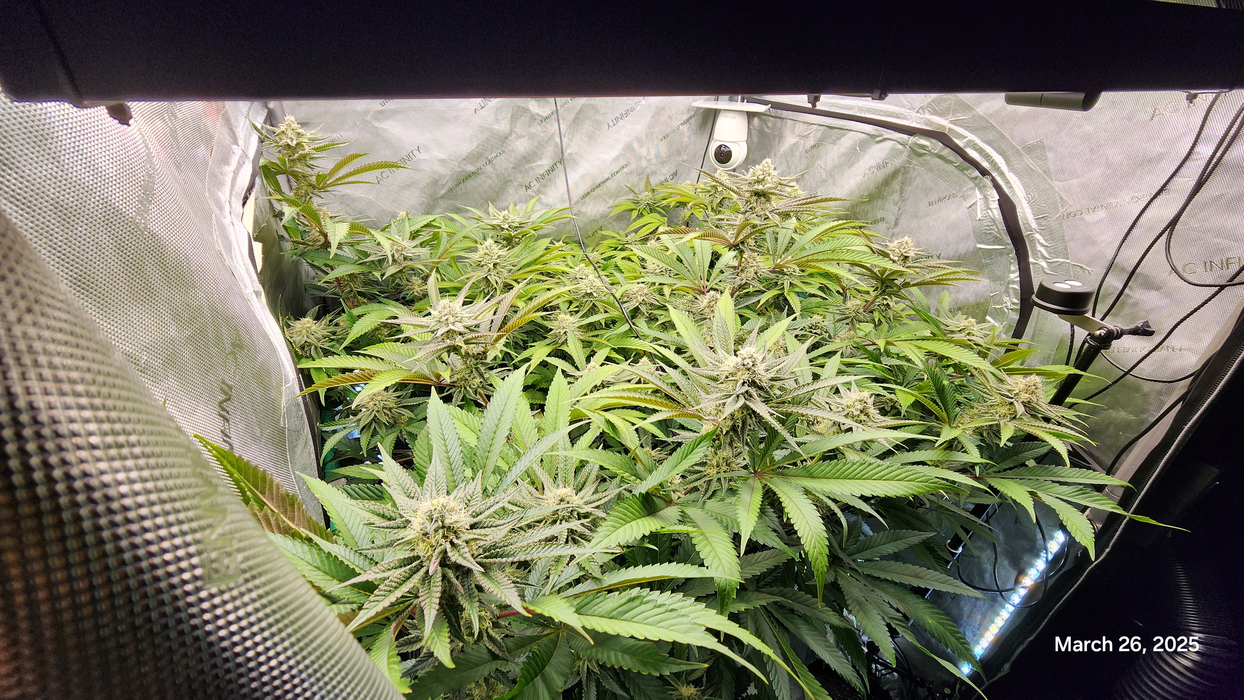 Blasted Genetics  — flower, day 31