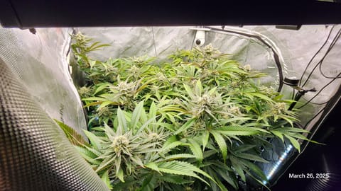 Blasted Genetics  — flower, day 31