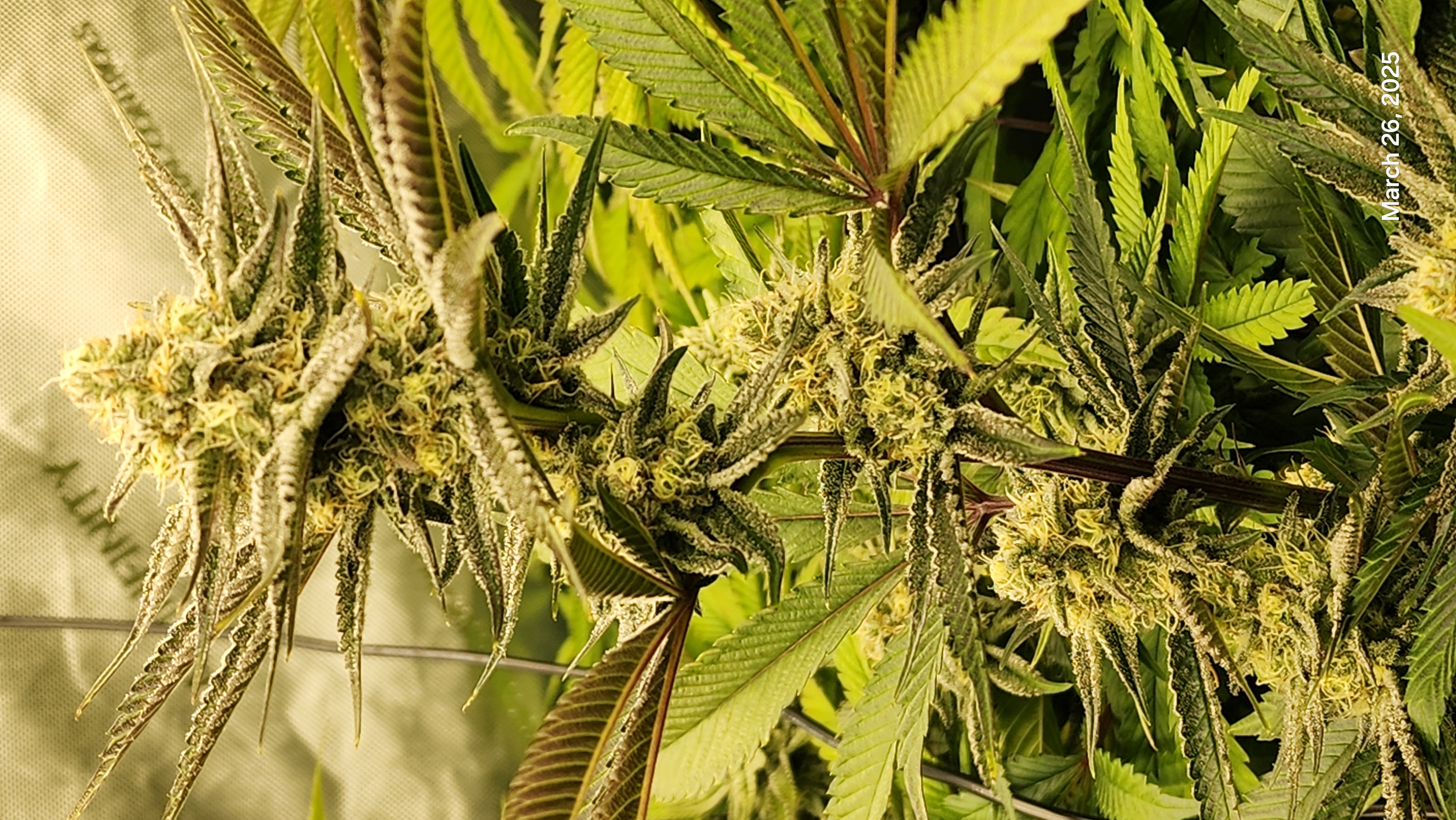 Blasted Genetics  — flower, day 31