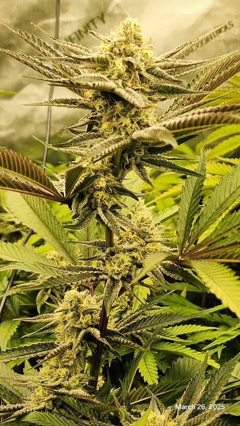 Blasted Genetics  — flower, day 31