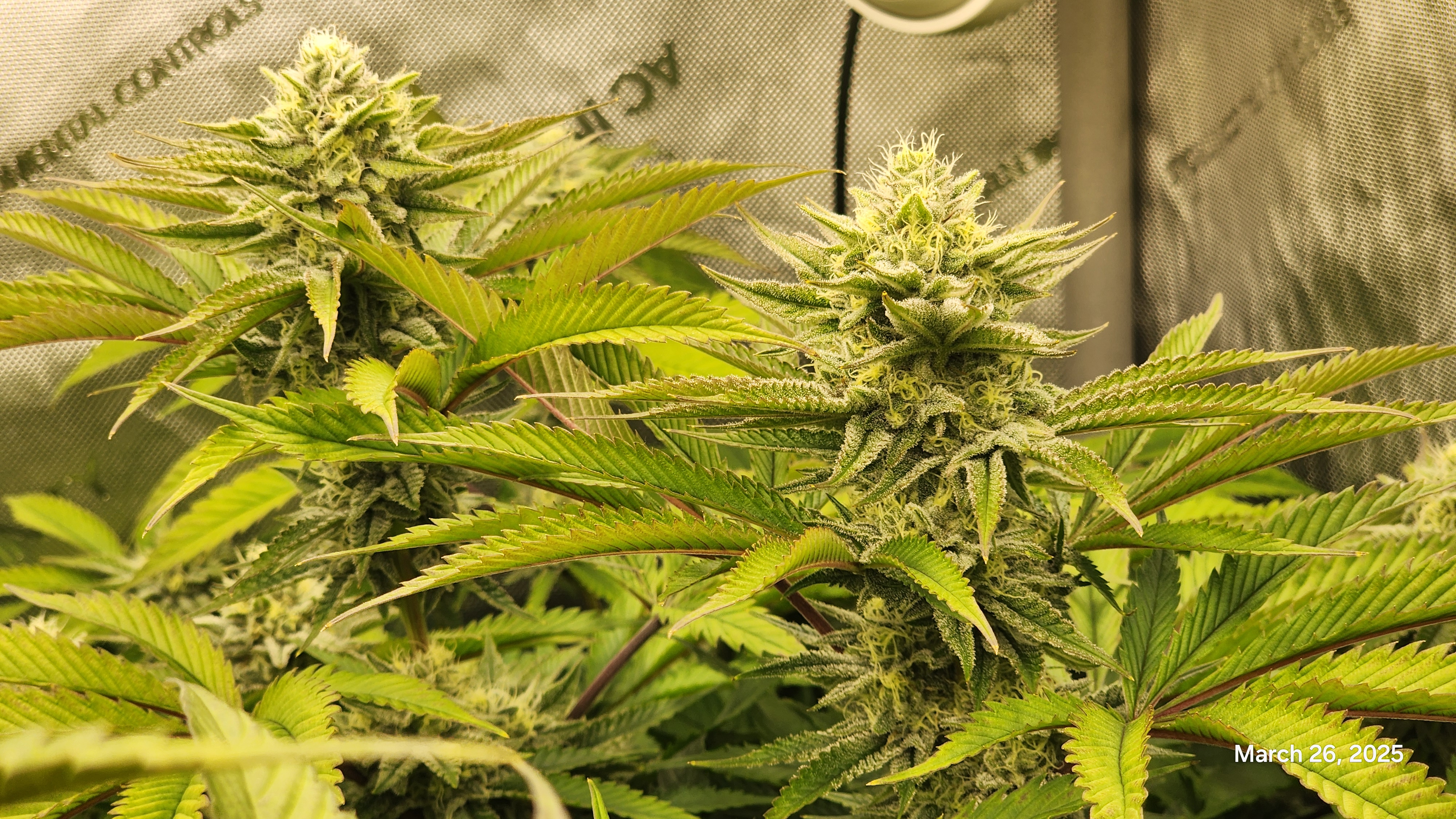 Blasted Genetics  — flower, day 31