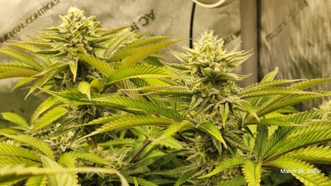Blasted Genetics  — flower, day 31
