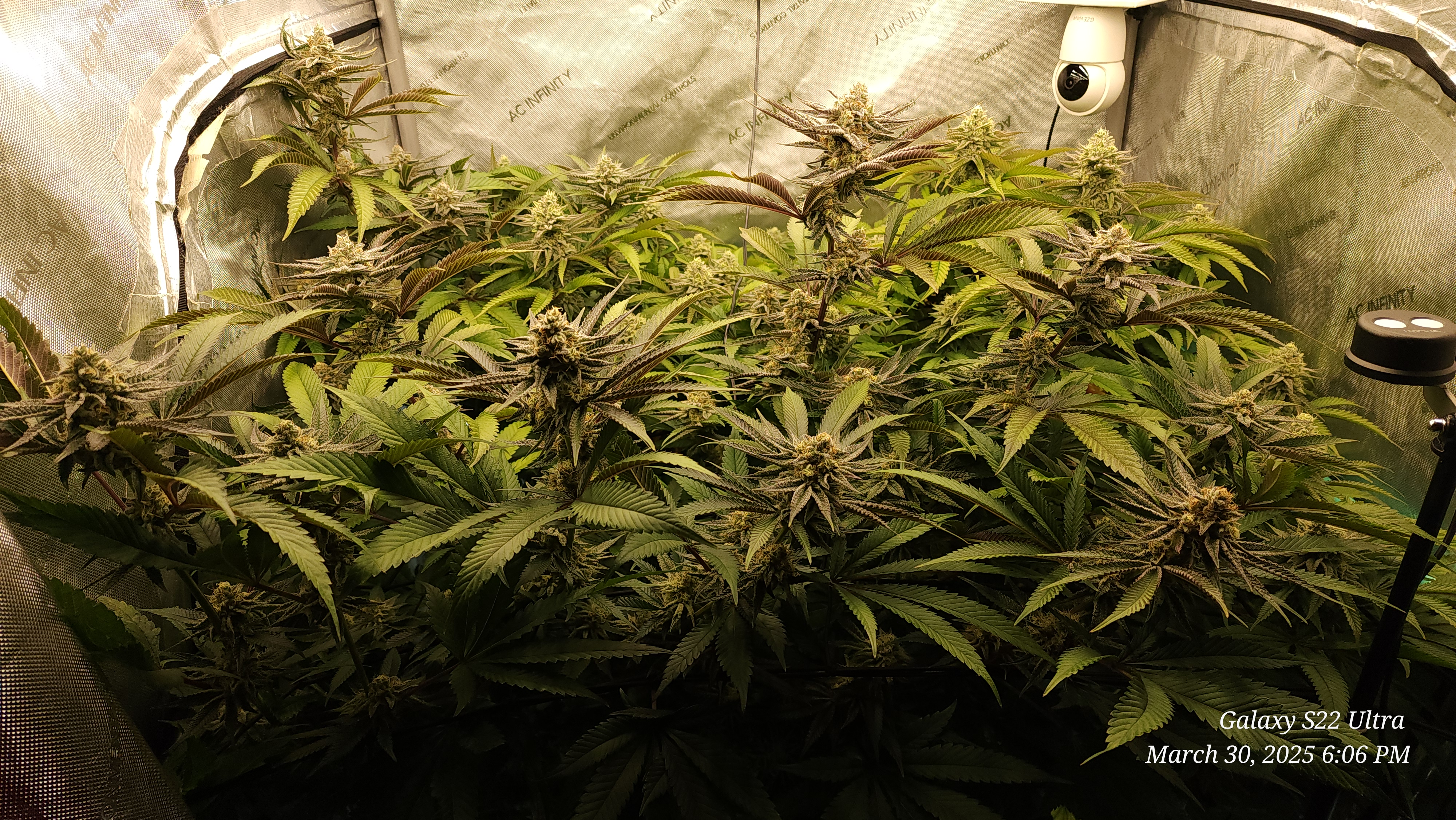 Blasted Genetics  — flower, day 35