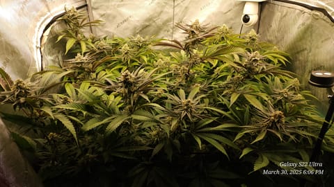 Blasted Genetics  — flower, day 35