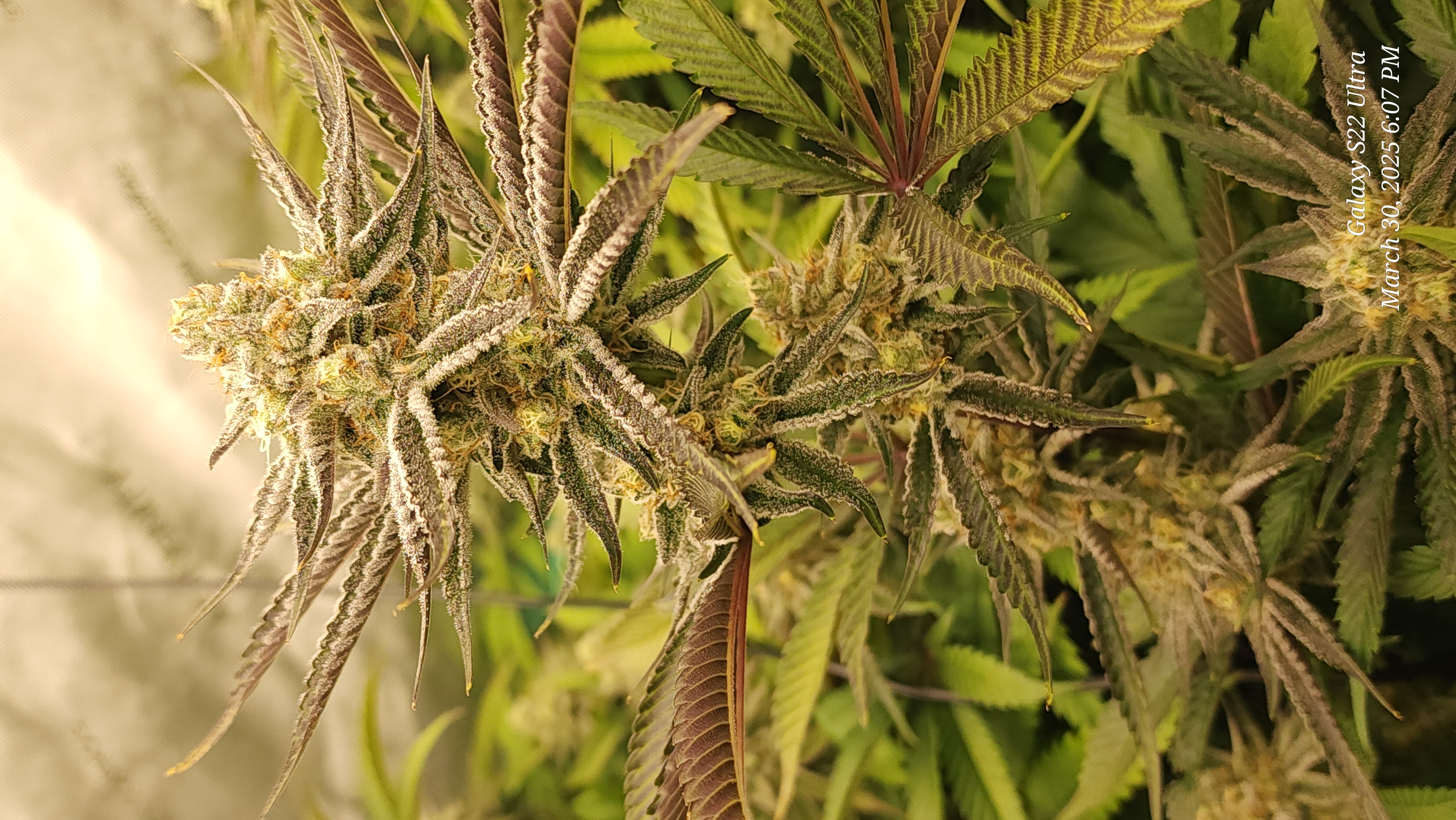 Blasted Genetics  — flower, day 35