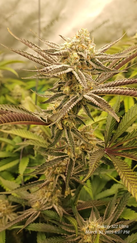 Blasted Genetics  — flower, day 35