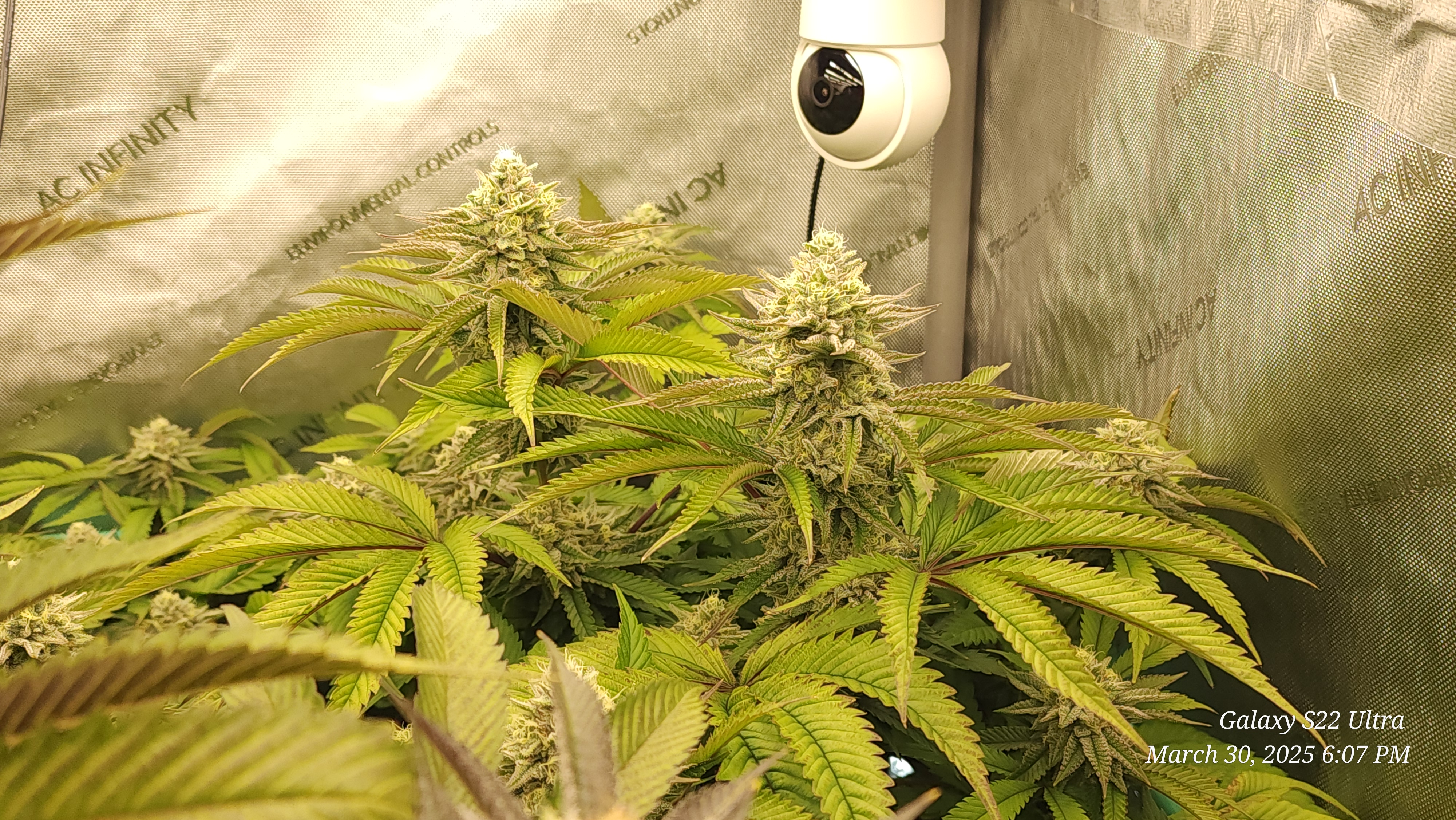 Blasted Genetics  — flower, day 35