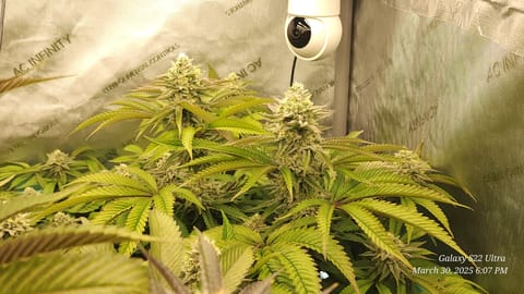 Blasted Genetics  — flower, day 35