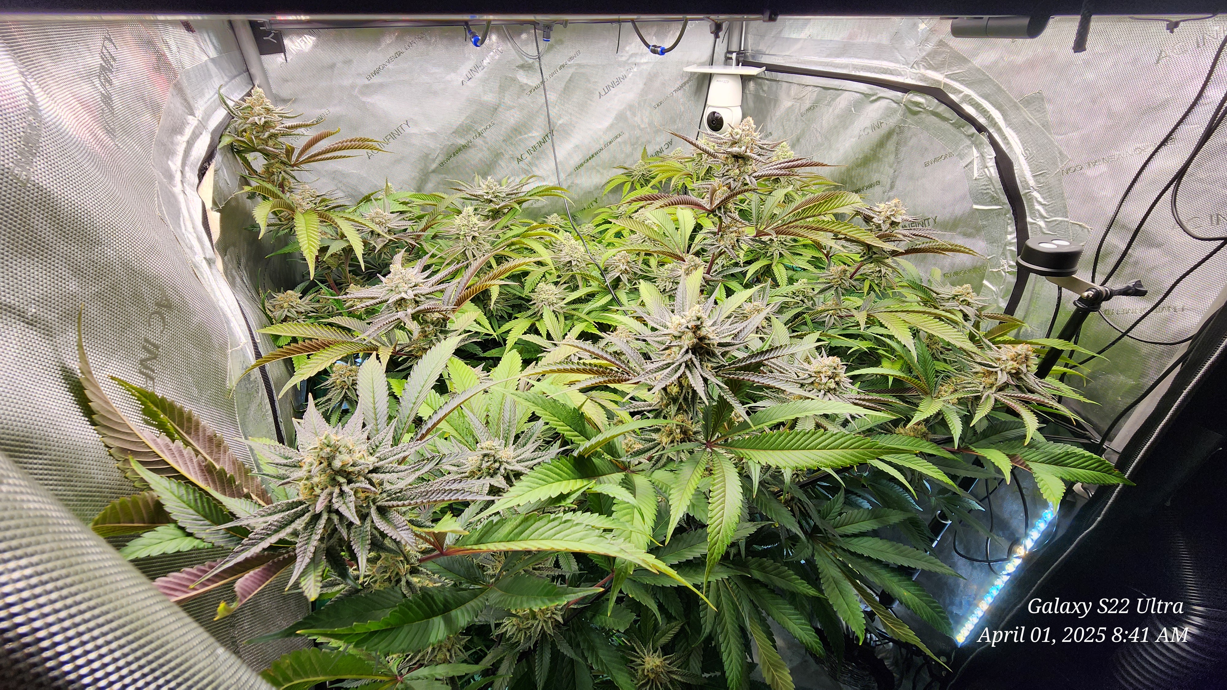 Blasted Genetics  — flower, day 37