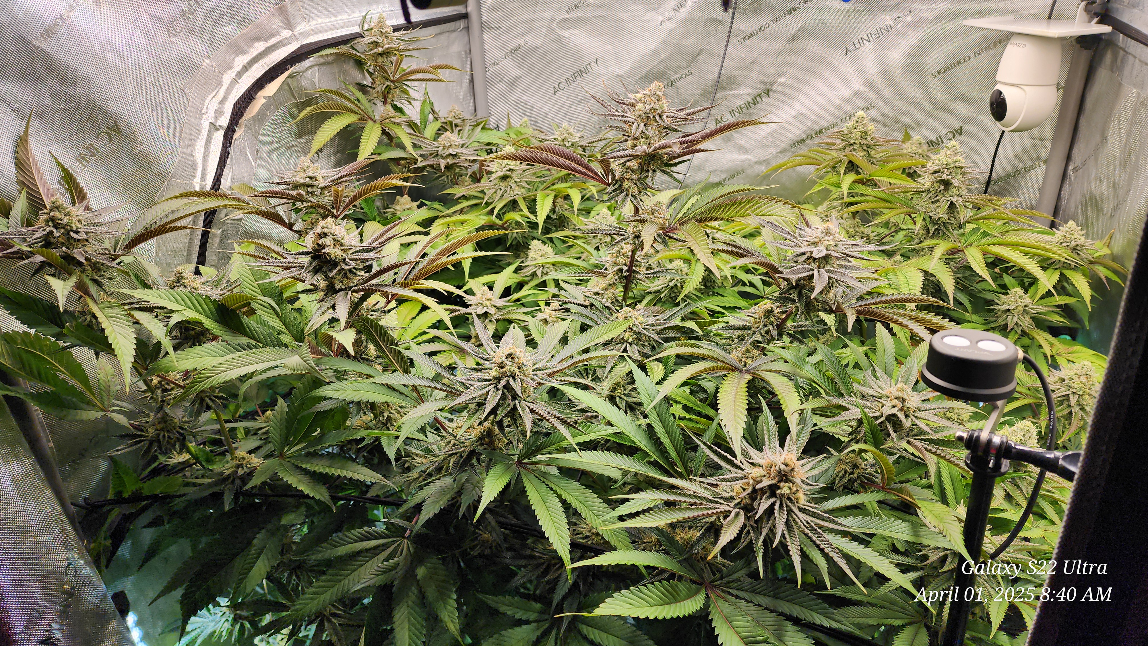 Blasted Genetics  — flower, day 37