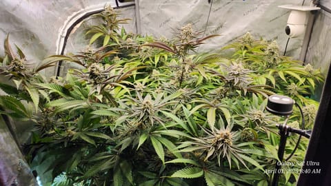 Blasted Genetics  — flower, day 37