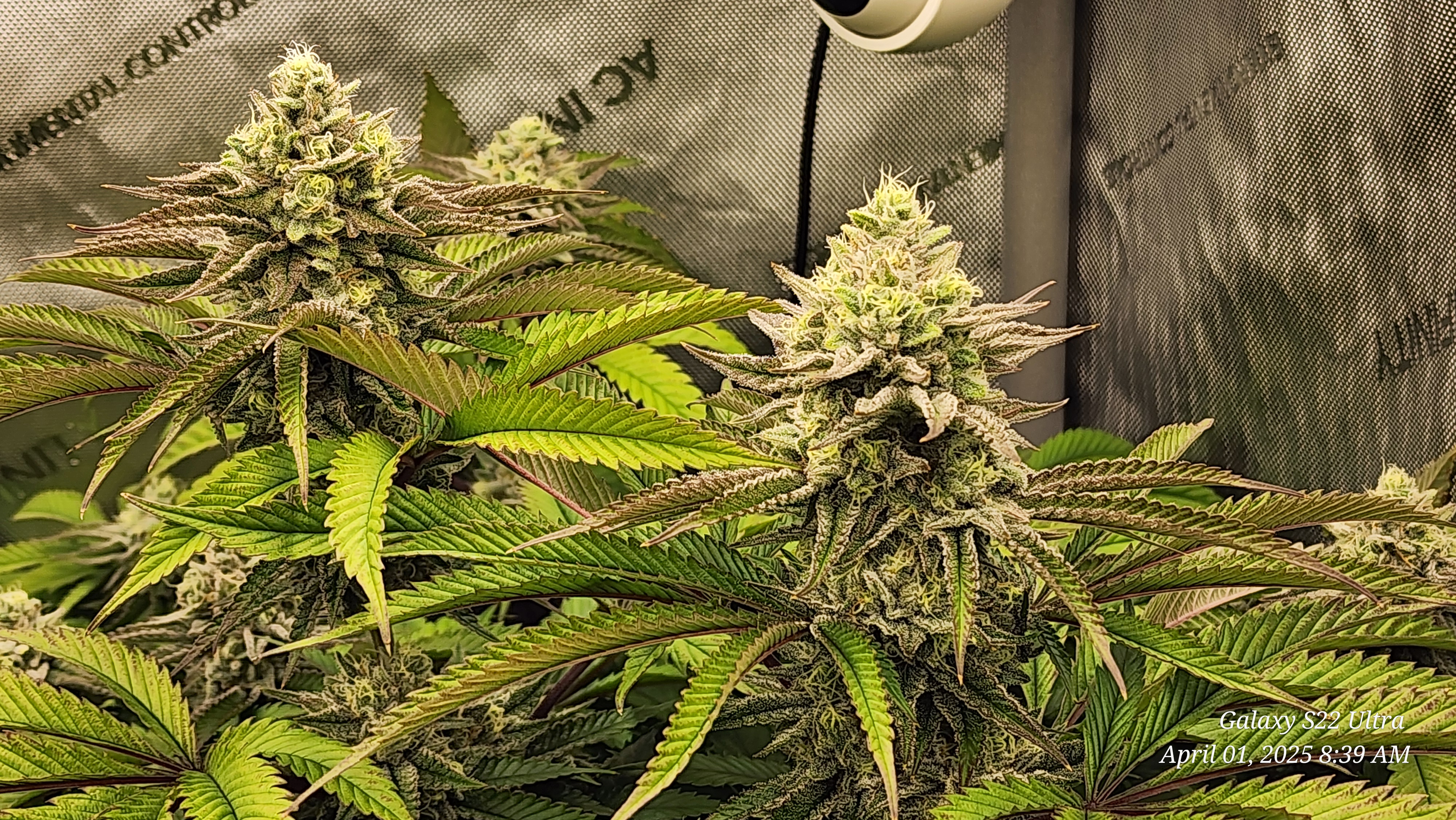 Blasted Genetics  — flower, day 37