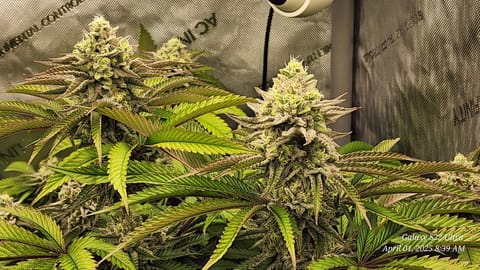 Blasted Genetics  — flower, day 37