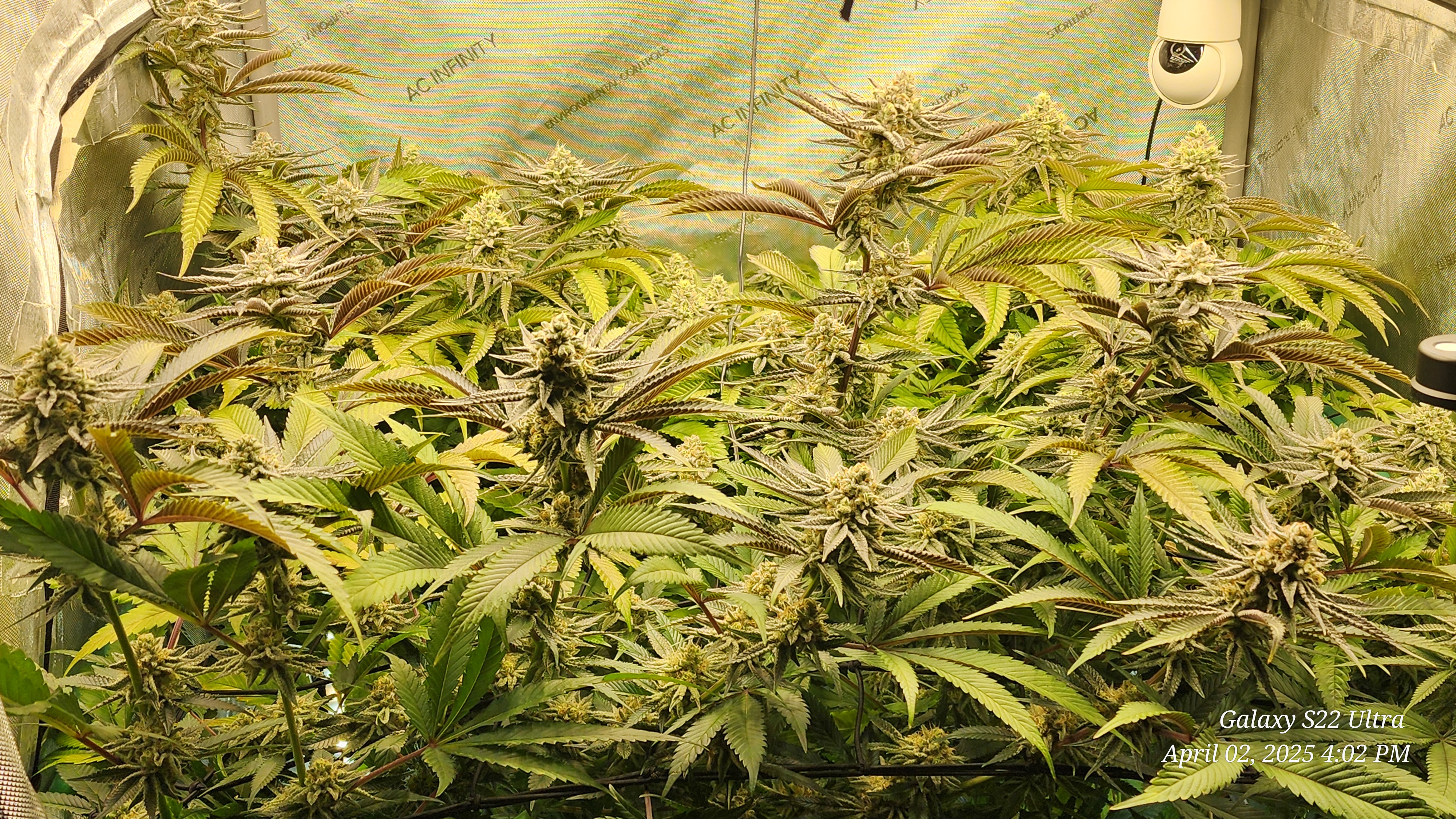 Blasted Genetics  — flower, day 38