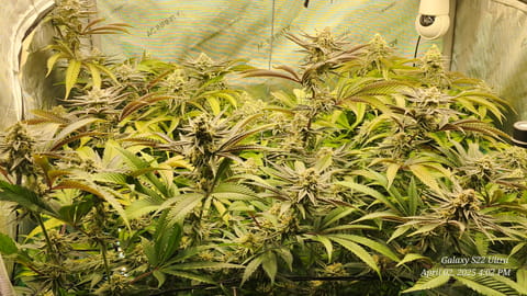 Blasted Genetics  — flower, day 38