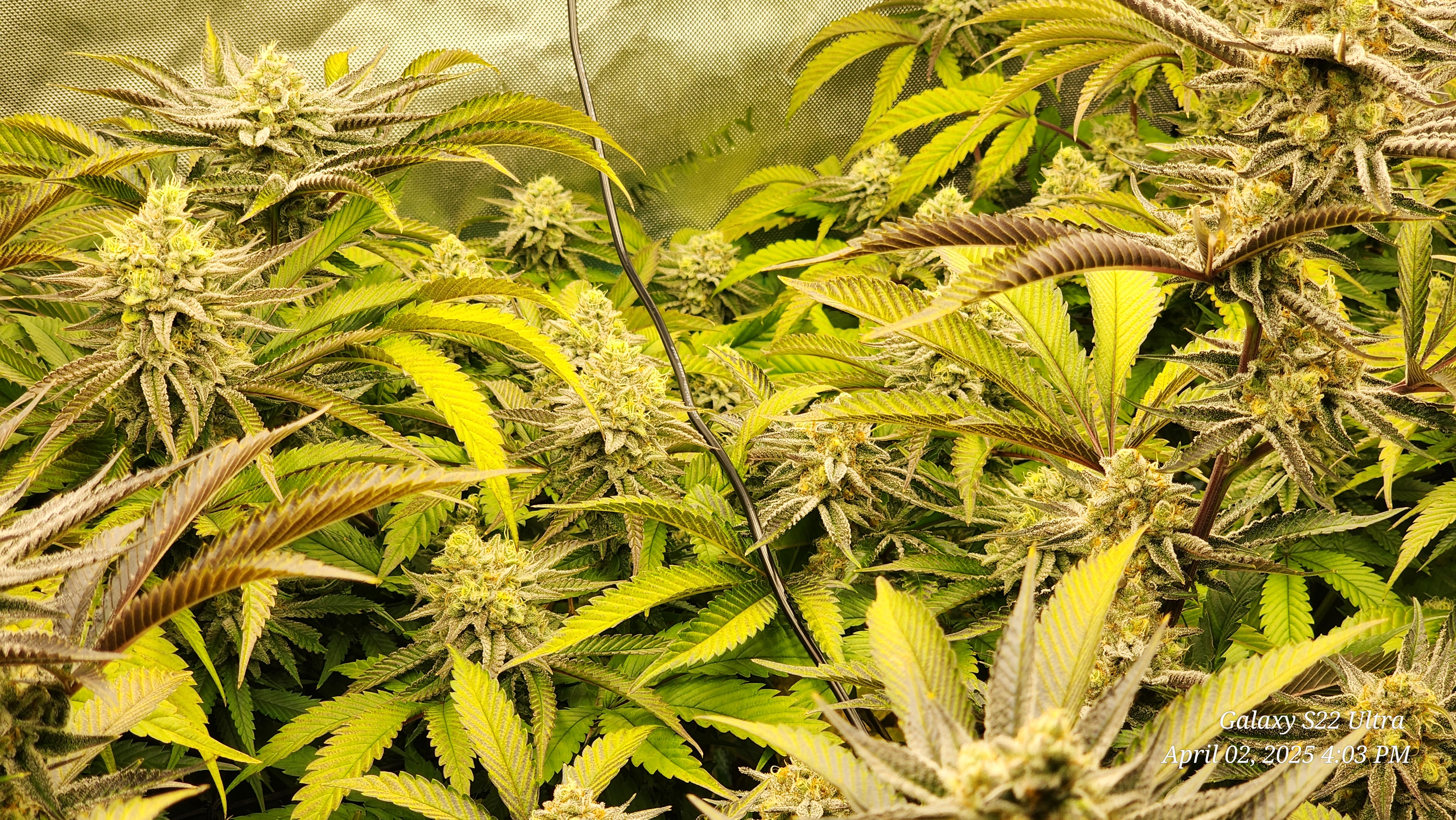 Blasted Genetics  — flower, day 38