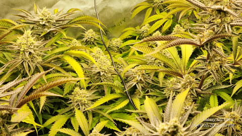 Blasted Genetics  — flower, day 38