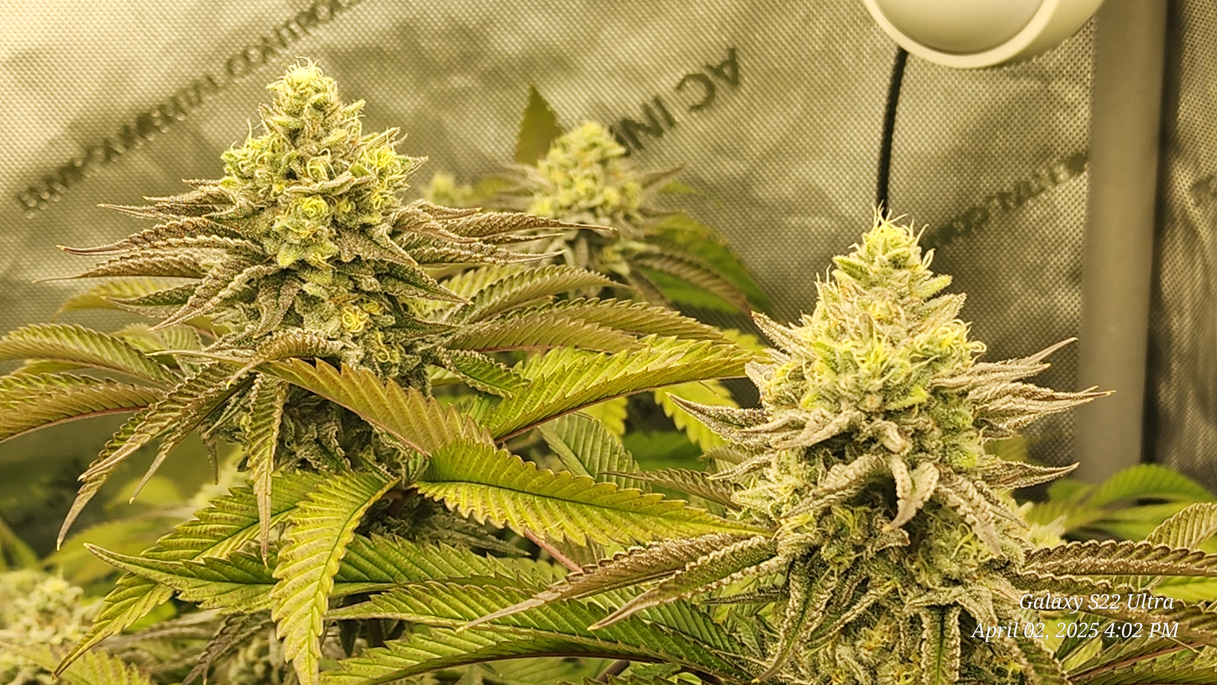 Blasted Genetics  — flower, day 38