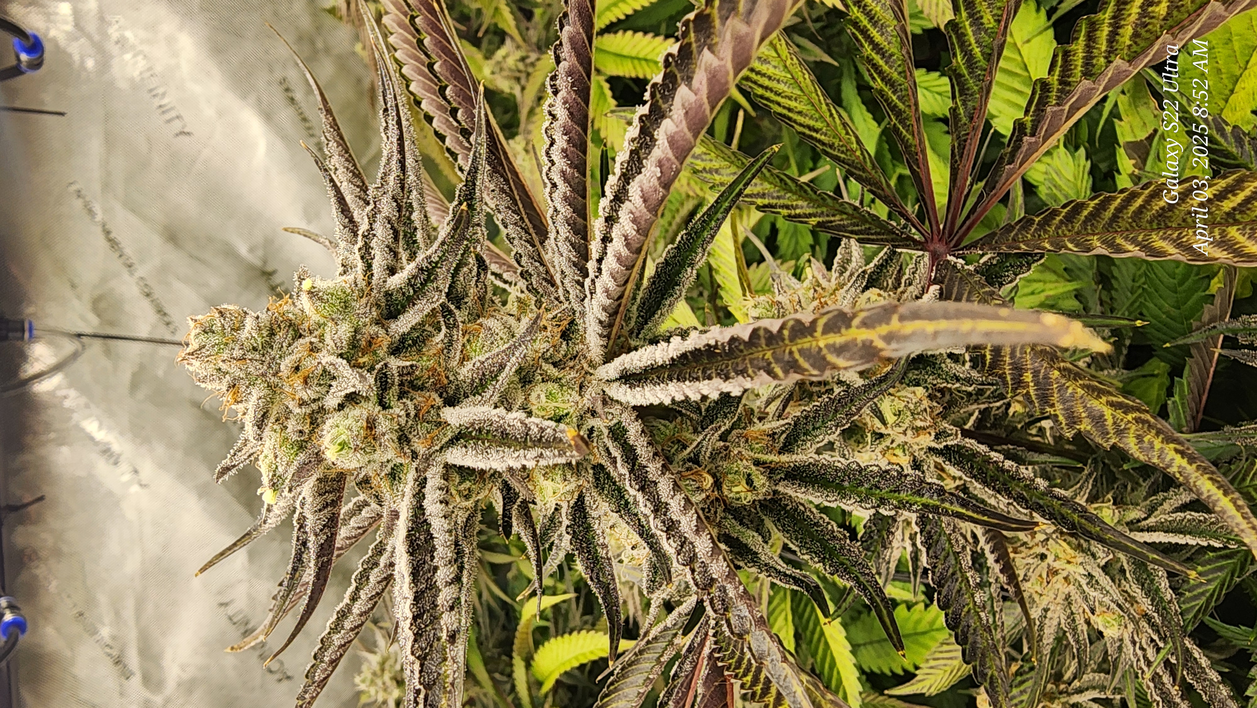 Blasted Genetics  — flower, day 39